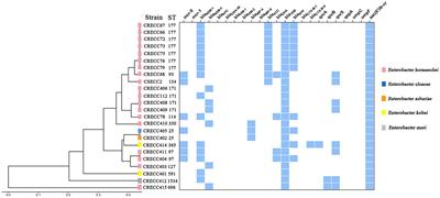 Molecular antibiotic resistance mechanisms and co-transmission of the mcr-9 and metallo-β-lactamase genes in carbapenem-resistant Enterobacter cloacae complex